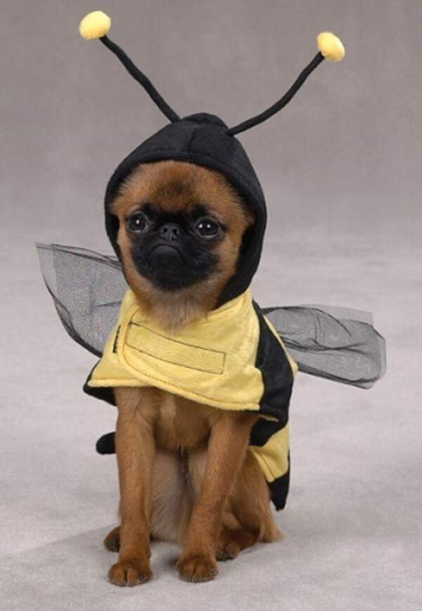 Собака 010 (шт.)